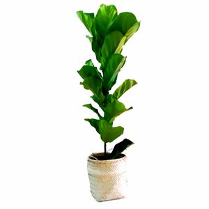 گیاه طبیعی فیکوس آفریقایی مدل p1002